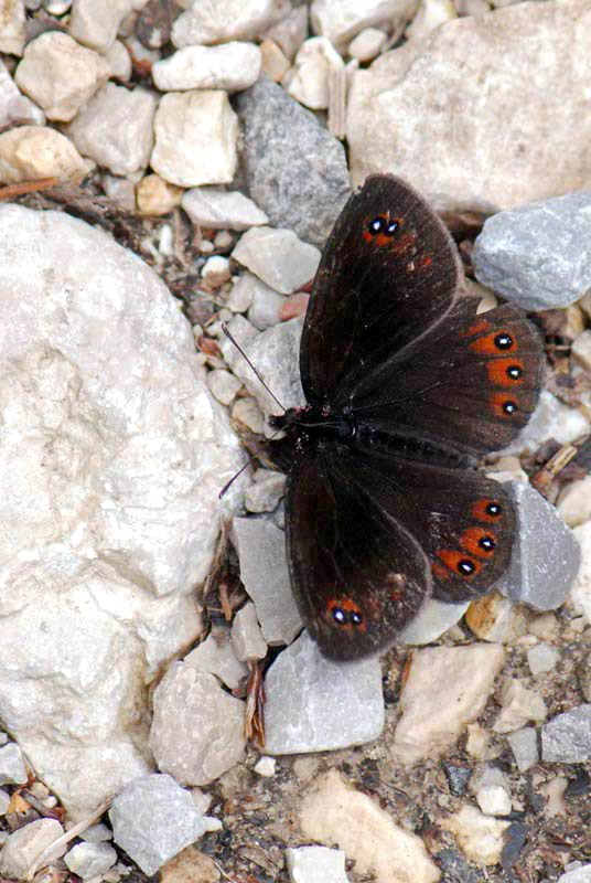 Erebia da identificare